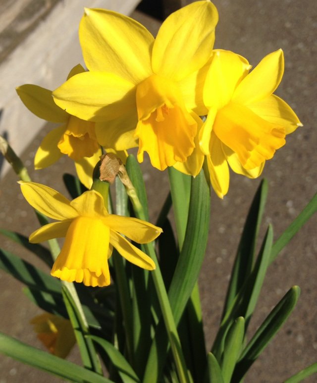 3月26日の誕生花 スイセンの花言葉 高貴な美しさ カムとキクタンの大満足時代