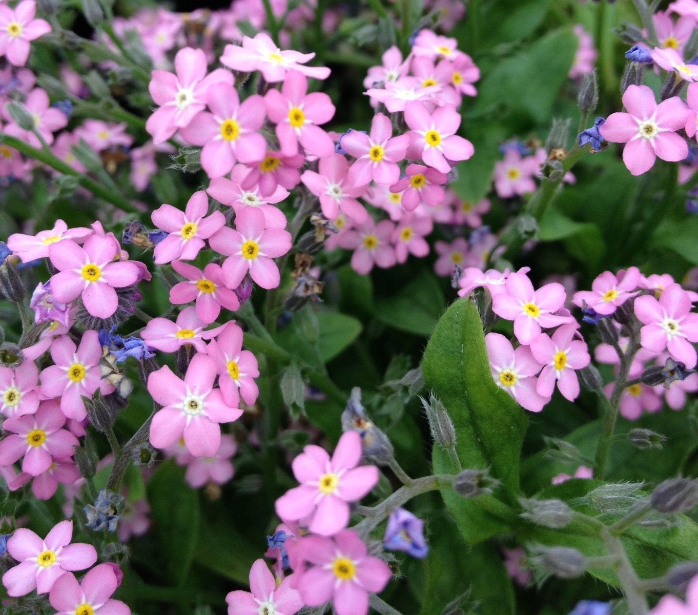 6月19日の誕生花 ワスレナグサの花言葉 真実の愛 カムとキクタンの大満足時代