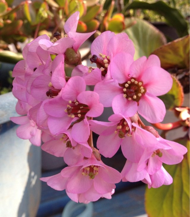 5月24日の誕生花 ユキノシタの花言葉 カムとキクタンの大満足時代