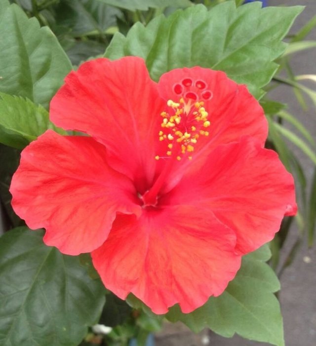 6月7日の誕生花 ハイビスカスの花言葉 上品な美しさ カムとキクタンの大満足時代