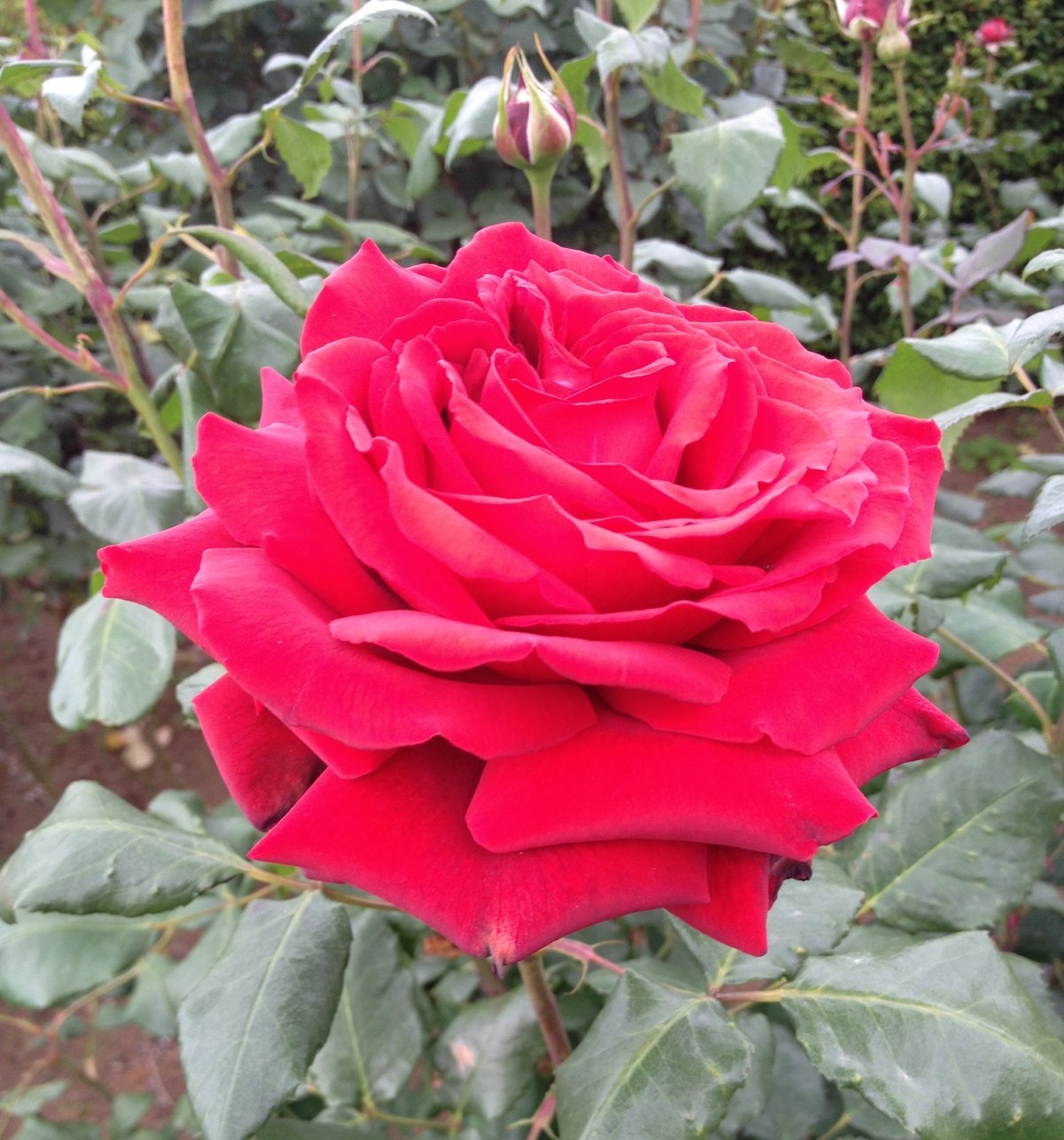 1月3日の誕生花 赤いバラの花言葉 情熱 カムとキクタンの大満足時代