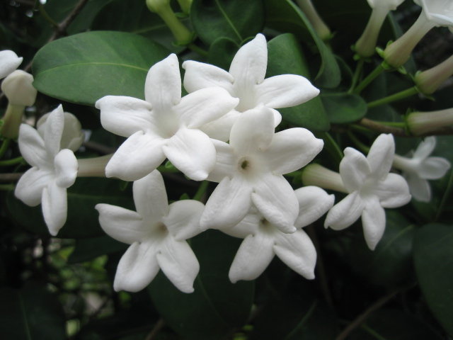 7月27日の誕生花 マダガスカルジャスミンの花言葉 清らかなる祈り カムとキクタンの大満足時代