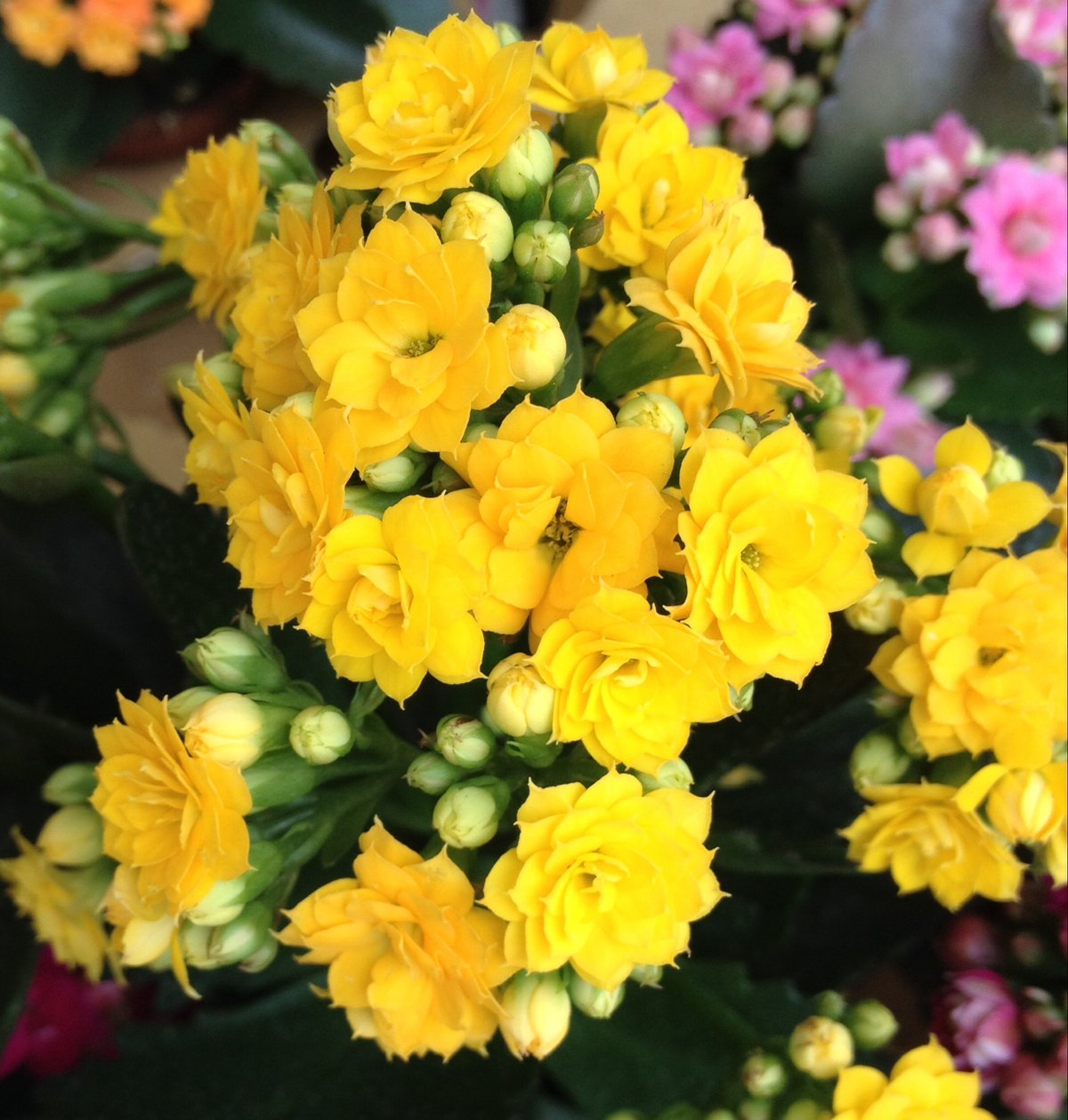 1月28日の誕生花 カランコエの花言葉 たくさんの小さな思い出 カムとキクタンの大満足時代