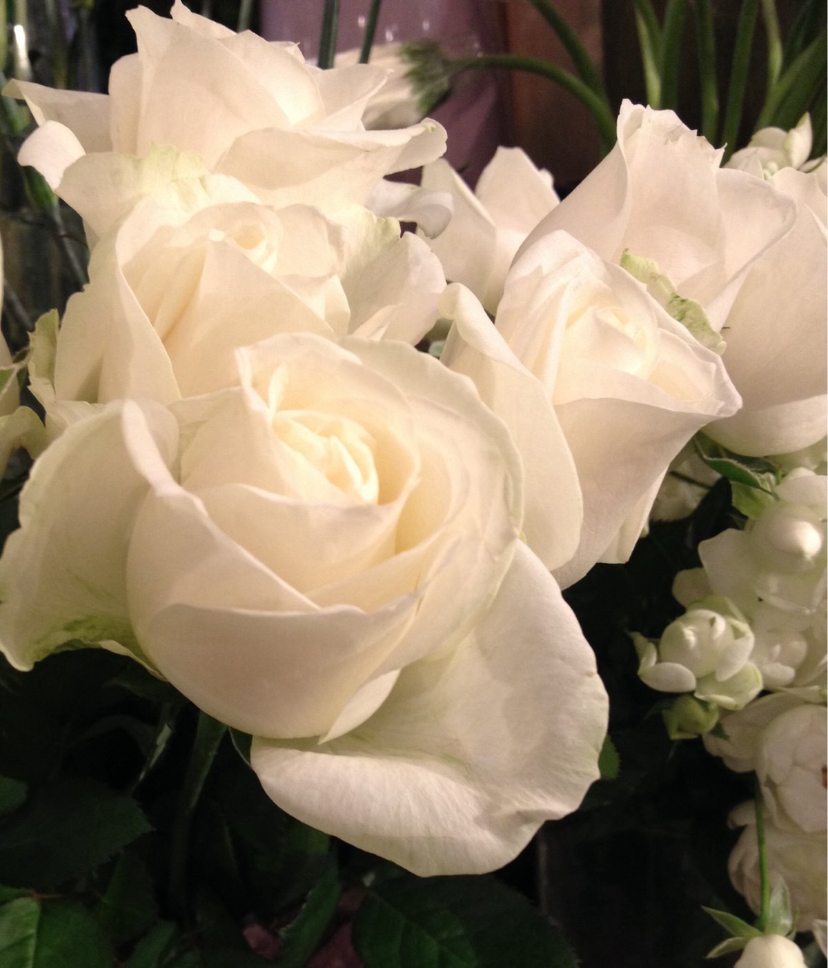 4月25日の誕生花 バラの花言葉 カムとキクタンの大満足時代