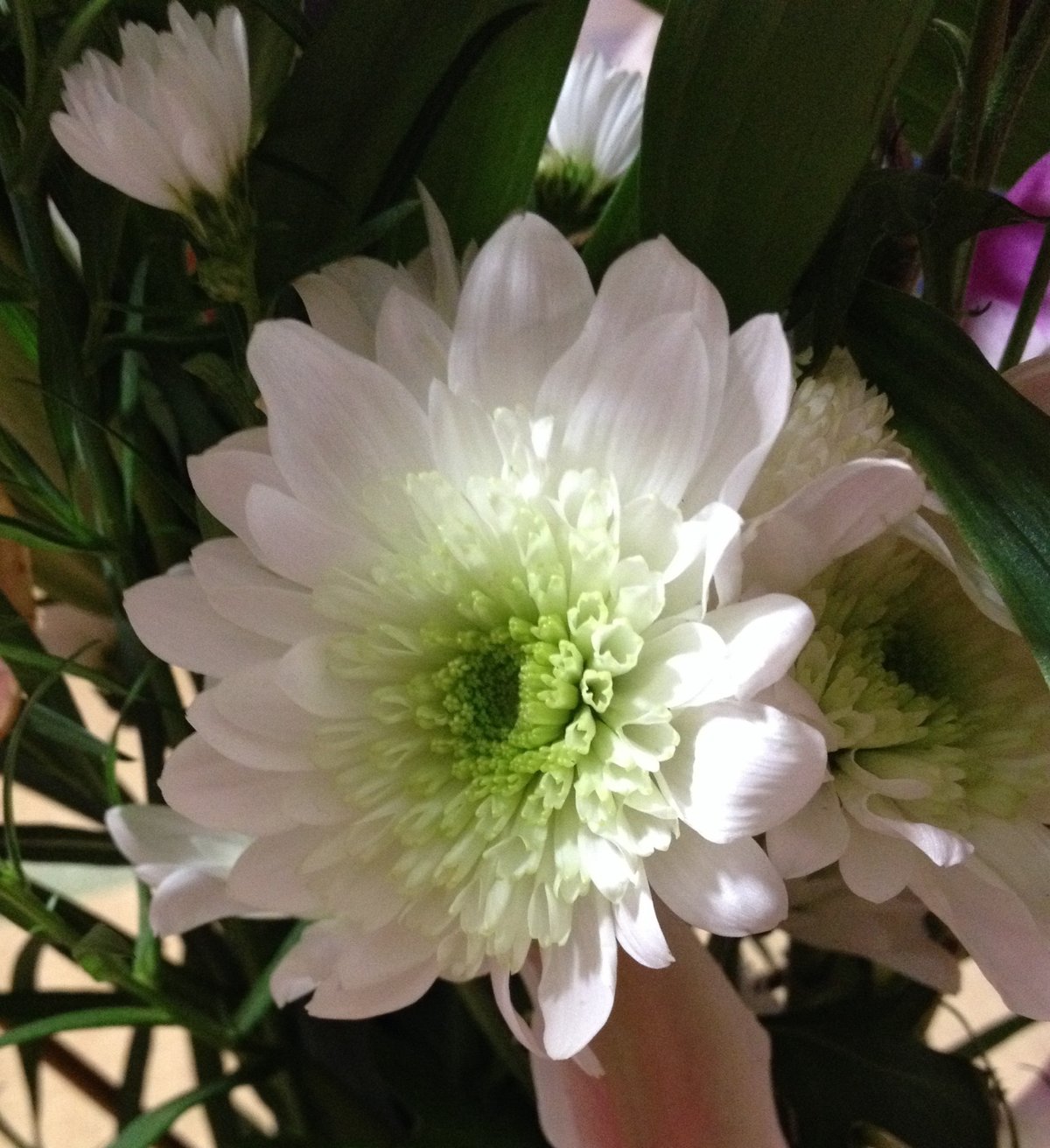 １２月１０日の誕生花 カトレアの花言葉 優美な貴婦人 カムとキクタンの大満足時代