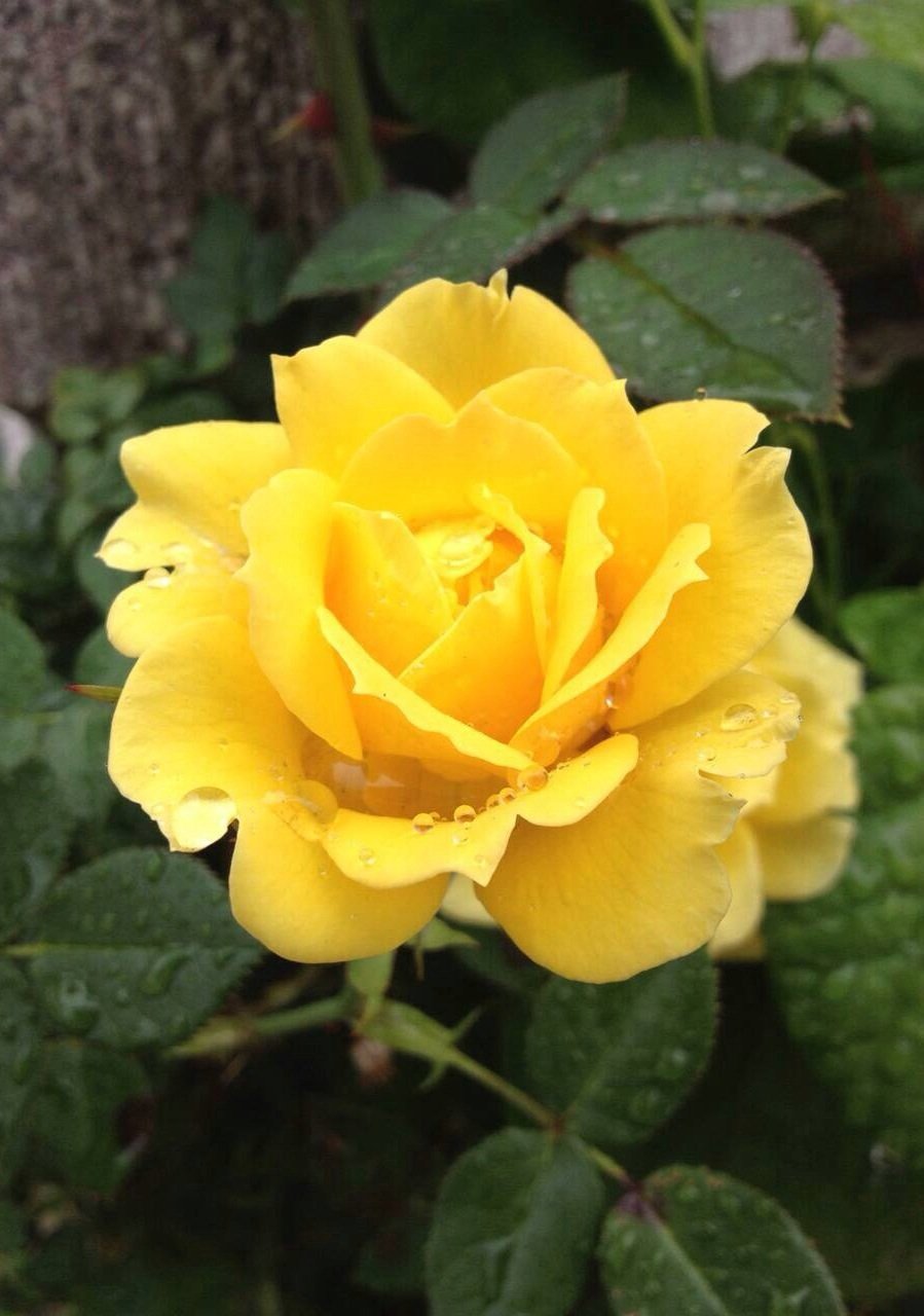 ８月１５日の誕生花 バラ 黄色 の花言葉 平和 カムとキクタンの大満足時代