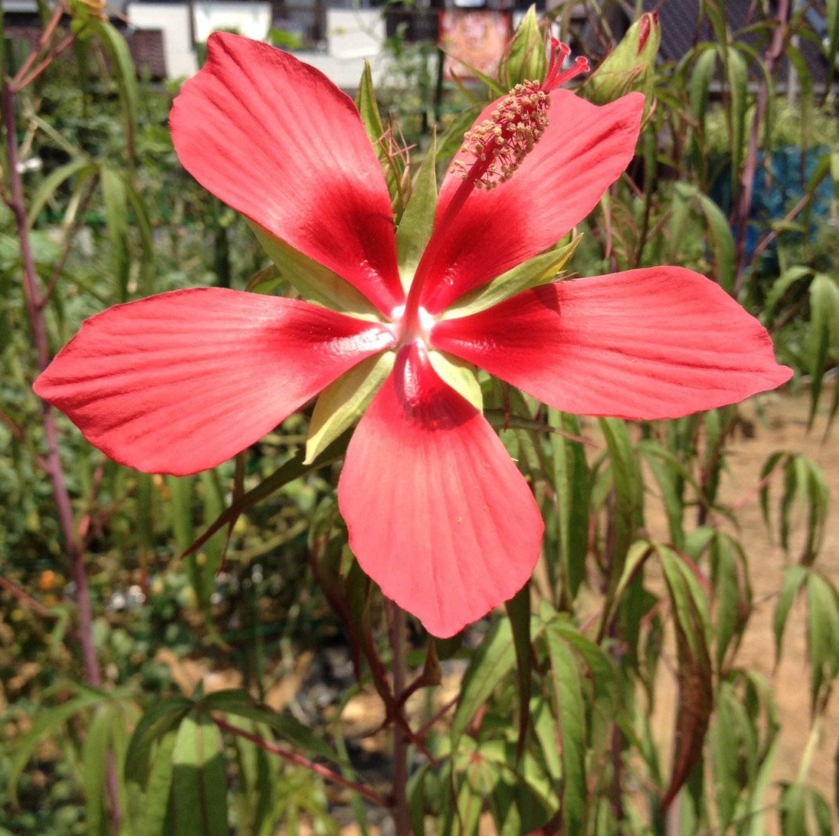 ９月１４日の誕生花 モミジアオイの花言葉 穏やか カムとキクタンの大満足時代