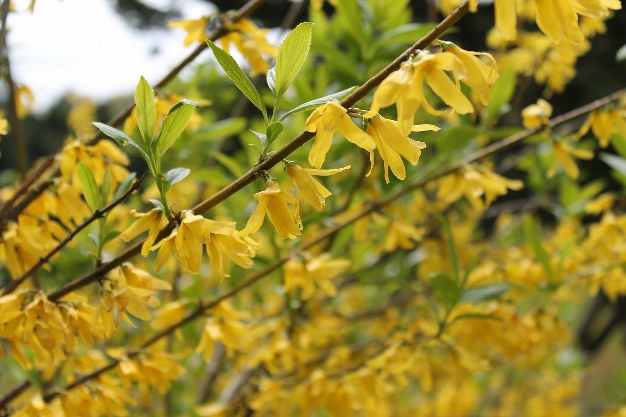 3月17日の誕生花 レンギョウの花言葉 希望 カムとキクタンの大満足時代