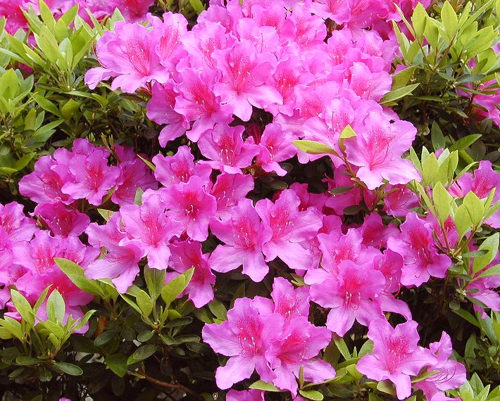 3月29日の誕生花 オオムラサキの花言葉 カムとキクタンの大満足時代
