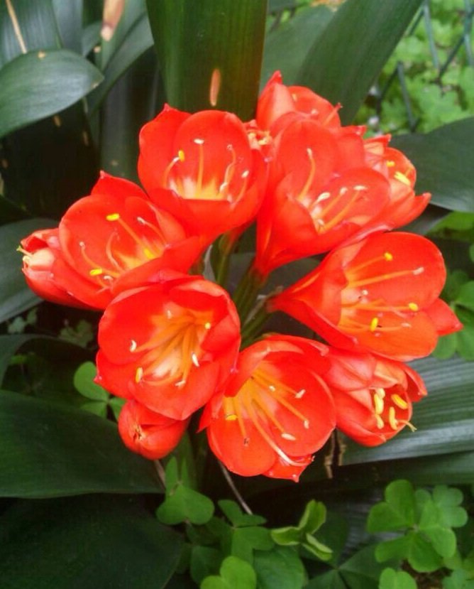 4月日の誕生花 クンシランの花言葉 貴い カムとキクタンの大満足時代