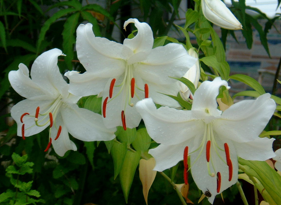 12月31日の誕生花 カサブランカの花言葉 純潔 カムとキクタンの大満足時代