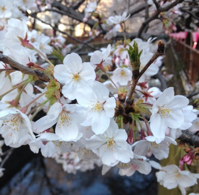 4月1日の誕生花 ソメイヨシノの花言葉 純潔 カムとキクタンの大満足時代