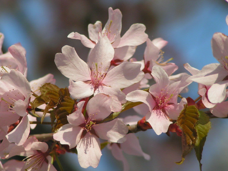 4月17日の誕生花 ヤマザクラの花言葉 カムとキクタンの大満足時代