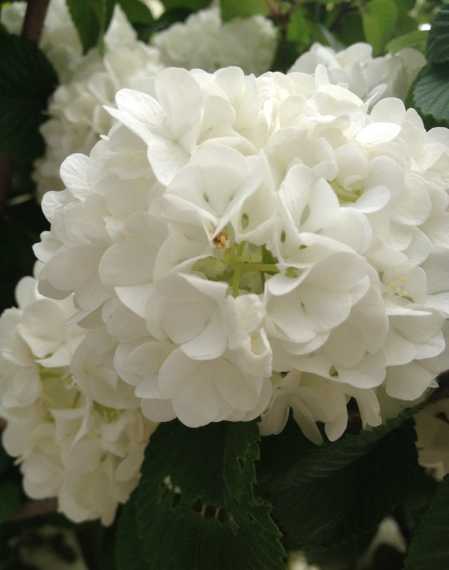 4月24日の誕生花 オオデマリの花言葉 絆 カムとキクタンの大満足時代