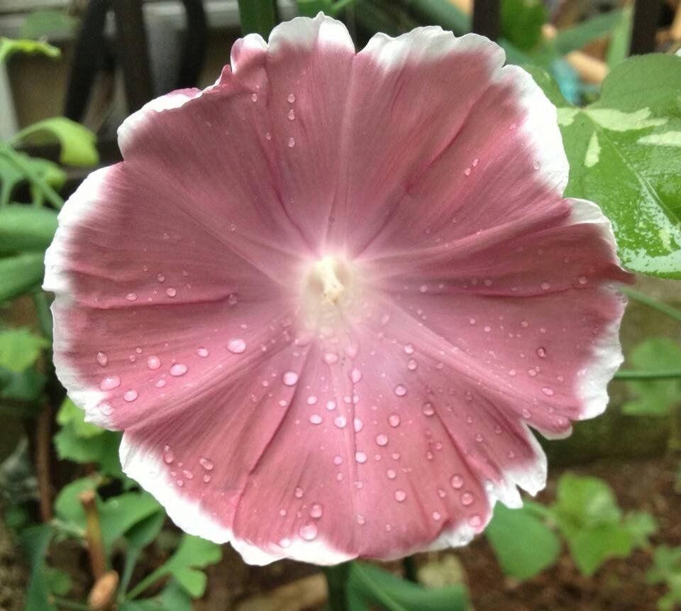 7月6日の誕生花アサガオの花言葉 固い結びつき カムとキクタンの大満足時代