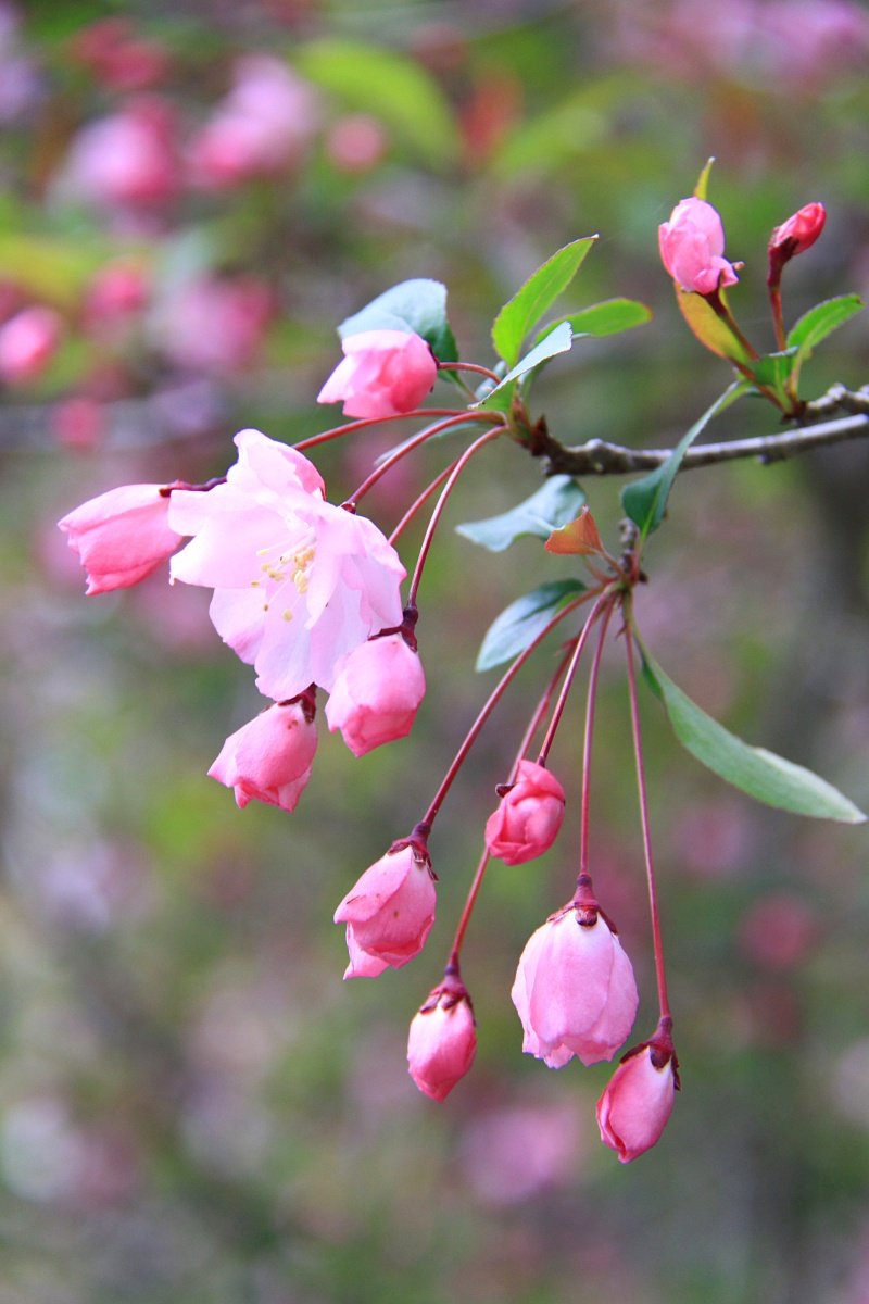 3月23日の誕生花 ユキヤナギの花言葉 愛らしさ カムとキクタンの大満足時代