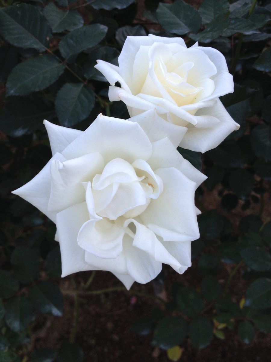 4月25日の誕生花 バラの花言葉 尊敬 カムとキクタンの大満足時代