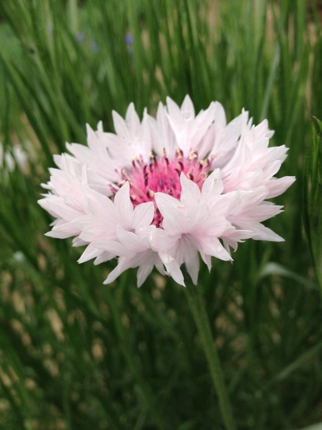 3月7日の誕生花 チューリップ 八重咲き チューリップ花言葉 永遠の愛情 カムとキクタンの大満足時代