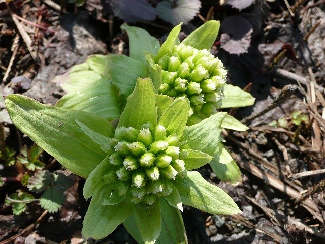 2月8日の誕生花 フキノトウの花言葉 カムとキクタンの大満足時代