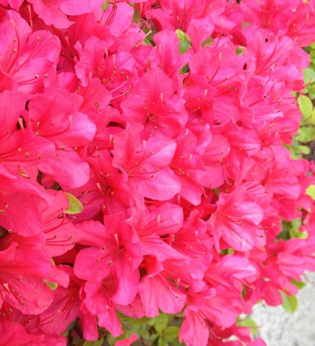 5月8日誕生花 サツキの花言葉 力をあわせる カムとキクタンの大満足時代
