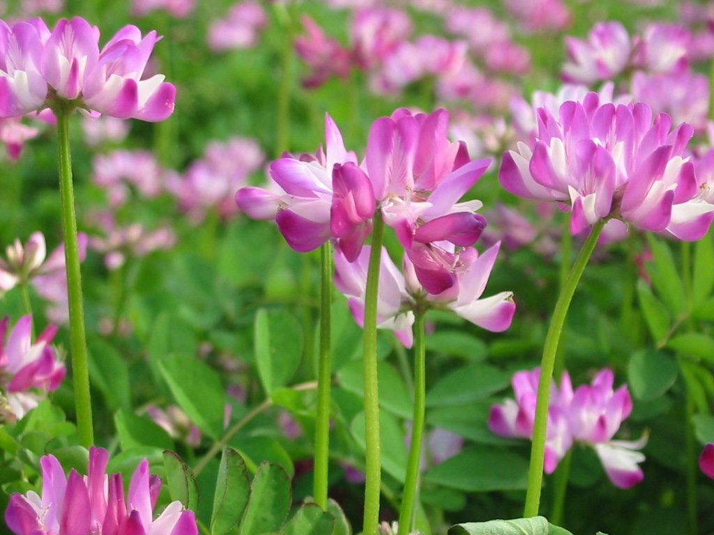 4月10日の誕生花 レンゲソウの花言葉 カムとキクタンの大満足時代