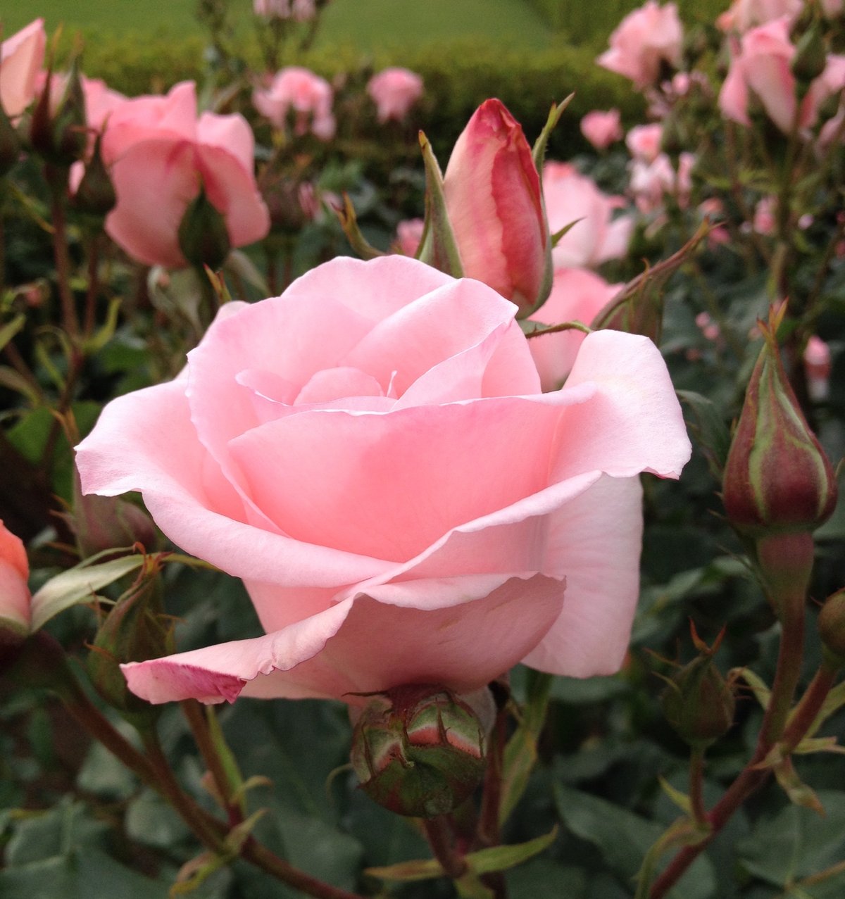 １２月６日の誕生花ピンクのバラ バラの花言葉 温かい心 カムとキクタンの大満足時代