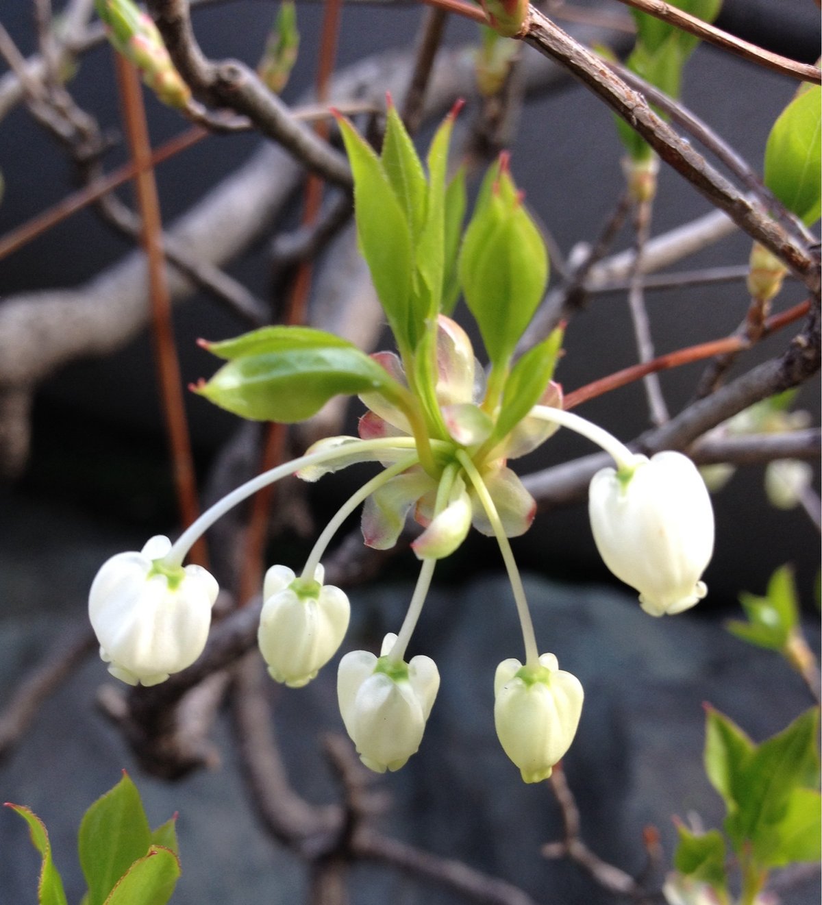 4月11日の誕生花 ドウダンツツジの花言葉 思いを受けて カムとキクタンの大満足時代