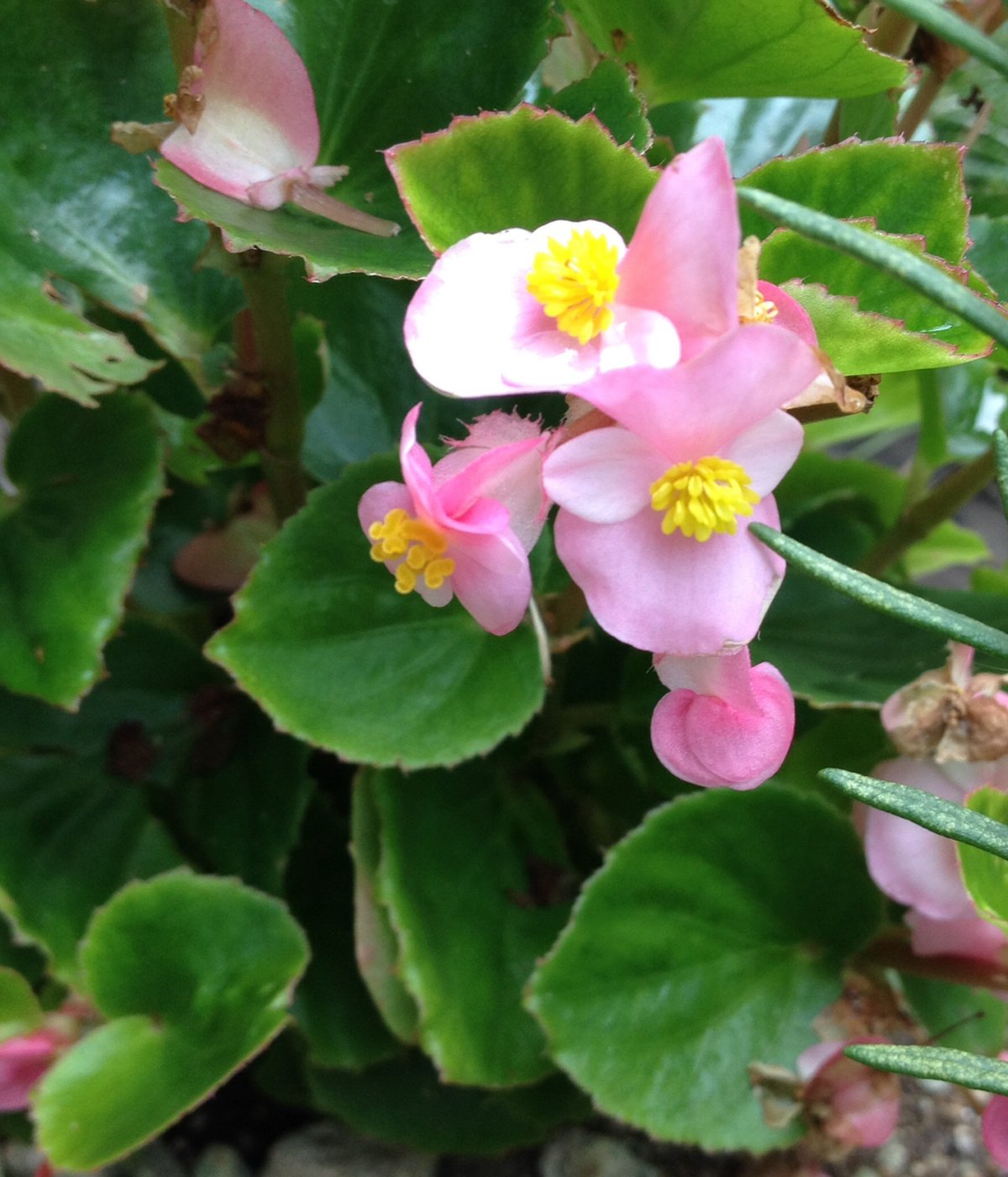 ８月６日の誕生花 シュウカイドウの花言葉 自然を愛する カムとキクタンの大満足時代