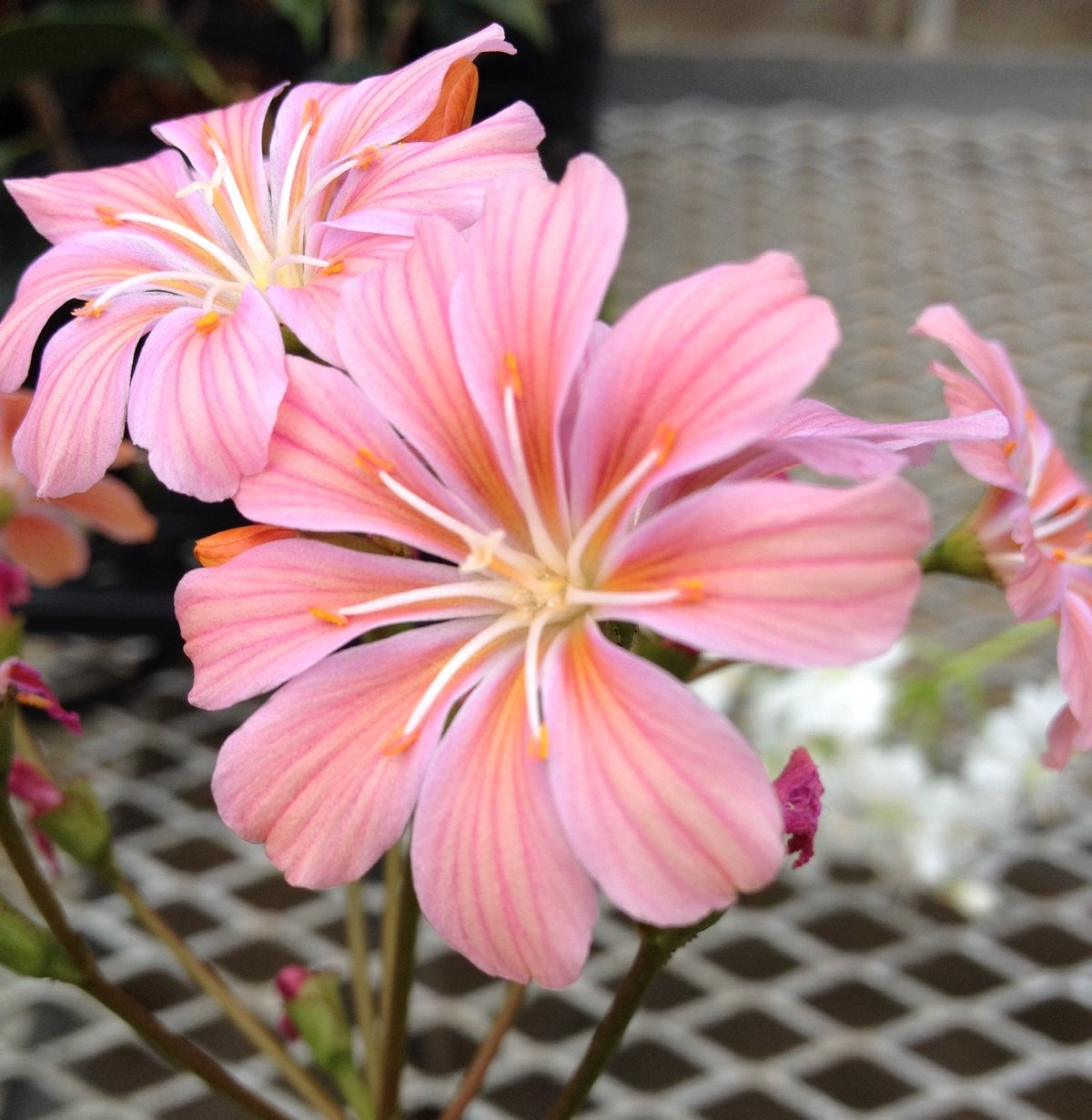 1月16日の誕生花 レウィシアの花言葉 熱い思い カムとキクタンの大満足時代