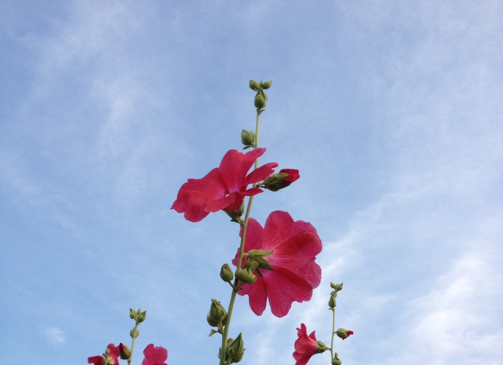 8月14日の誕生花 タチアオイの花言葉 豊かな実り カムとキクタンの大満足時代