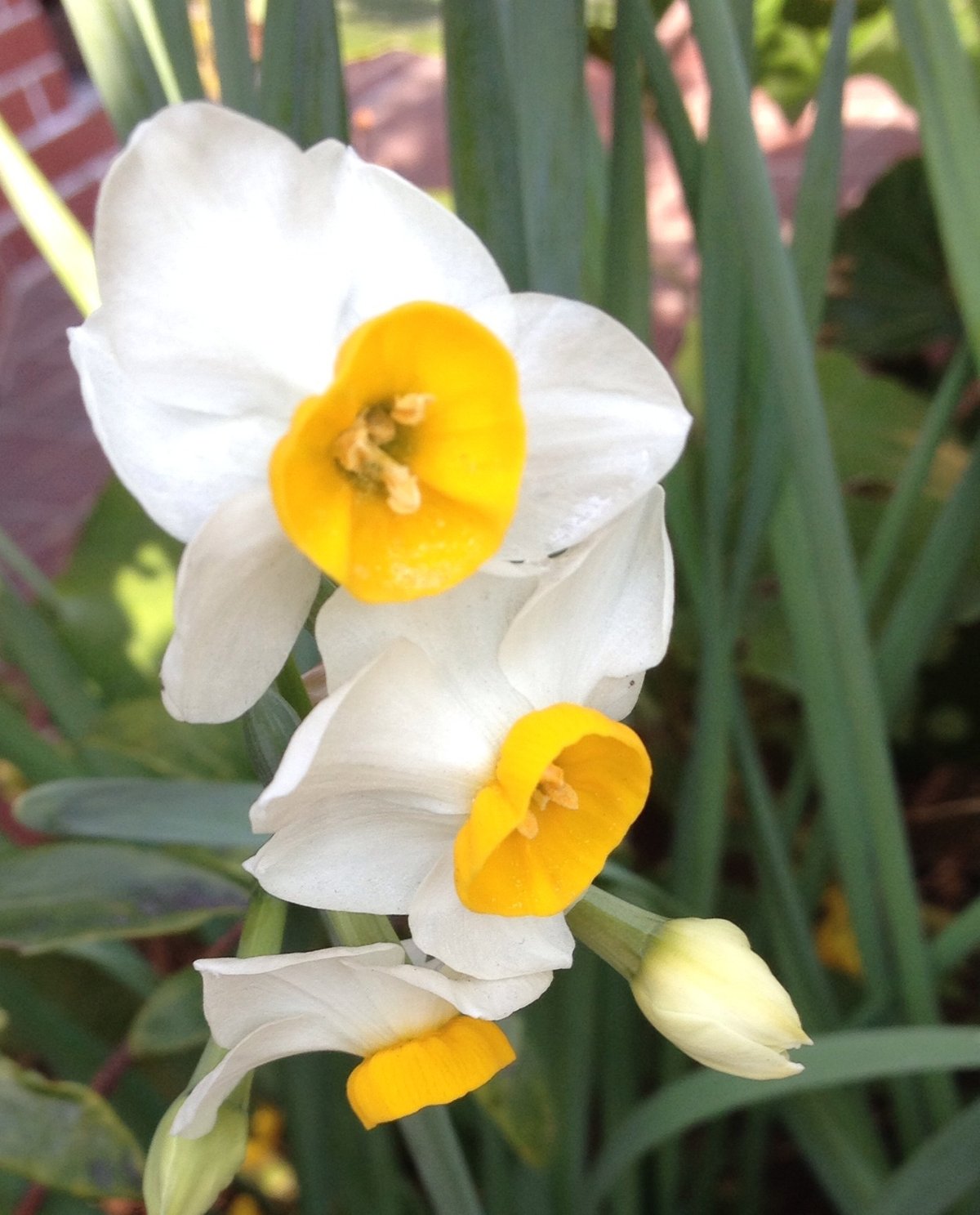 1月4日の誕生花 スイセンの花言葉 気高さ カムとキクタンの大満足時代