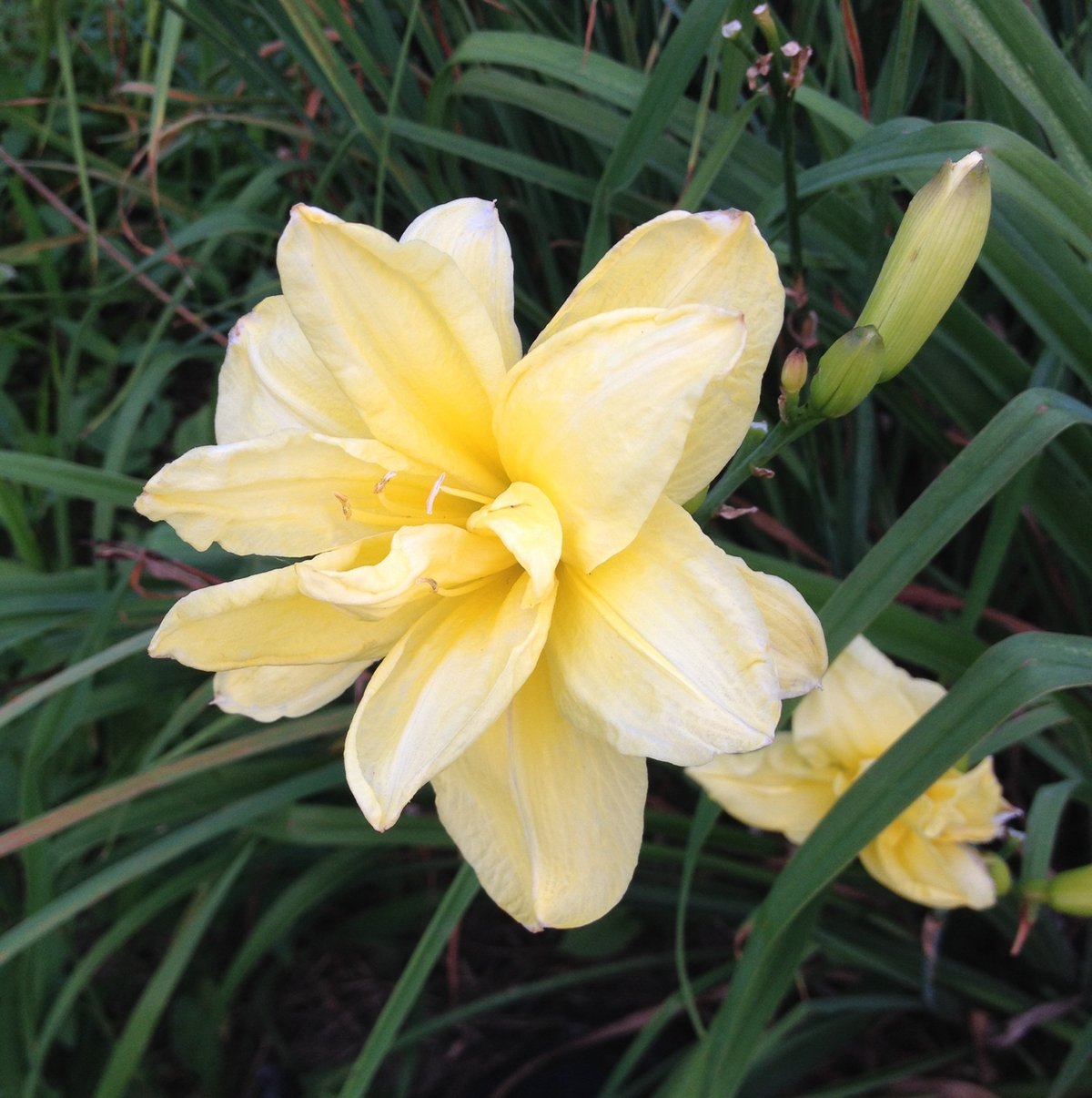 ８月２７日の誕生花 ヘメロカリスの花言葉 微笑 カムとキクタンの大満足時代