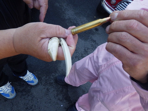 KIKU0974