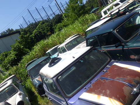 KIKU9829