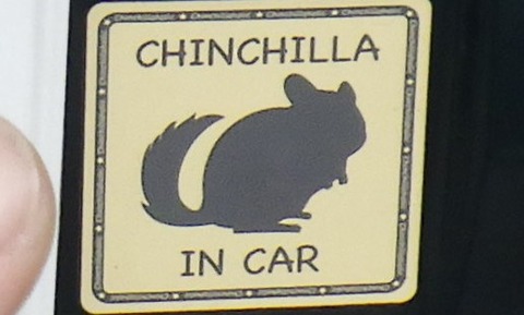 chinchilla