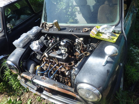 KIKU8431