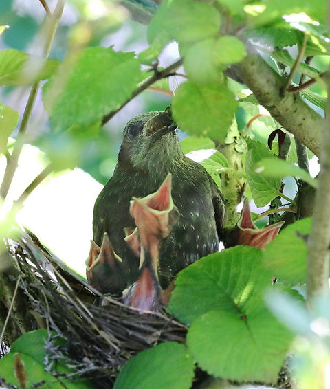 ヒヨドリの子育て やっちゃんの写真ライフ