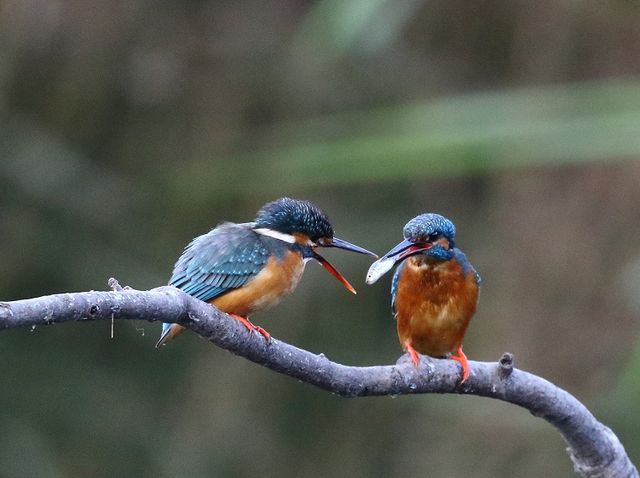 Akb公園のカワセミが面白い やっちゃんの写真ライフ