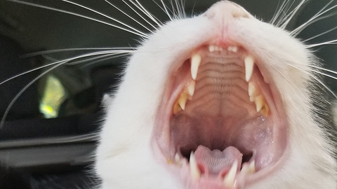 cat_teeth