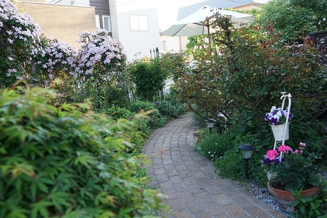 クレマチスモンタナを剪定しました カメラのカナミ