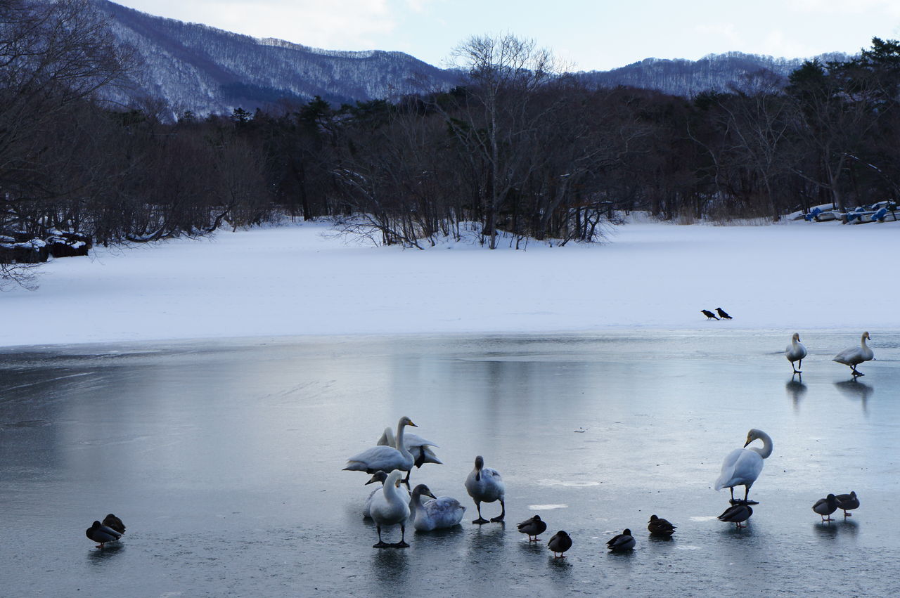 カメラのカナミ
	  大沼の冬景色です。
	コメントトラックバック