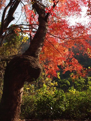 10_胴ねじれの小桜