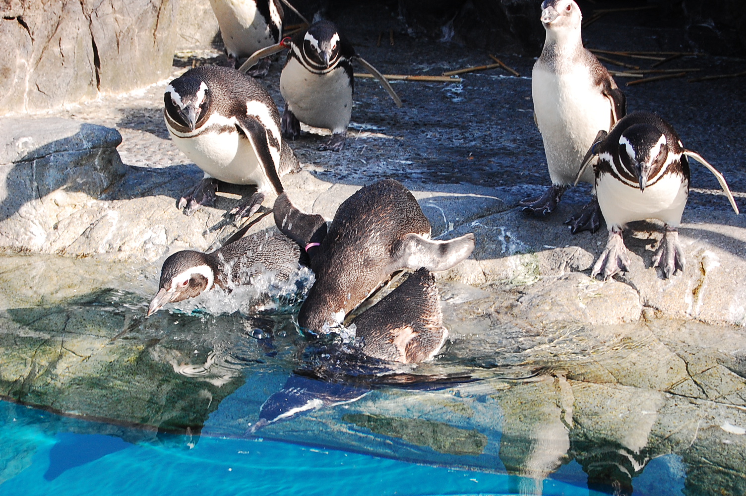 うみたまご げんいちver Camera Days