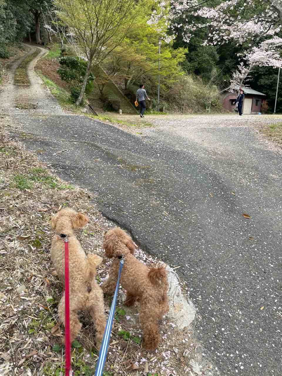 バランスよくいきたい Camilleノート 366 バランスよくいきたい Camilleノート 366