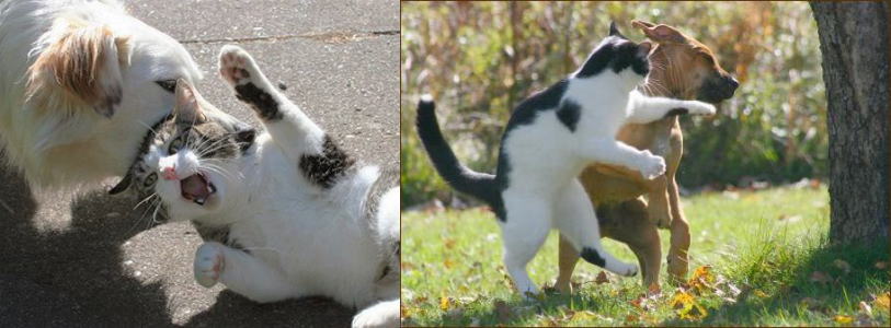 猫 面白画像 ぶひゃひゃ キャンピング倶楽部in岡山