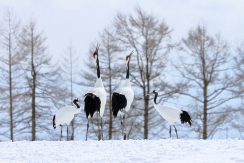 北海道（タンチョウ）