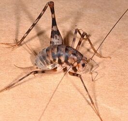 昔キャンプ場でテント張って寝た時にカマドウマのツガイが複数いたんだけど アウトドア情報まとめアンテナ 昔キャンプ場でテント張って寝た時にカマドウマのツガイが複数いたんだけど アウトドア情報まとめアンテナ