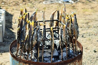 川で釣った魚に串をぶっ刺して焚き火で豪快に焼いてかぶりつくあれ キャンプ速報 キャンプ アウトドアまとめ 川で釣った魚に串をぶっ刺して焚き火で豪快に焼いてかぶりつくあれ キャンプ速報 キャンプ アウトドアまとめ