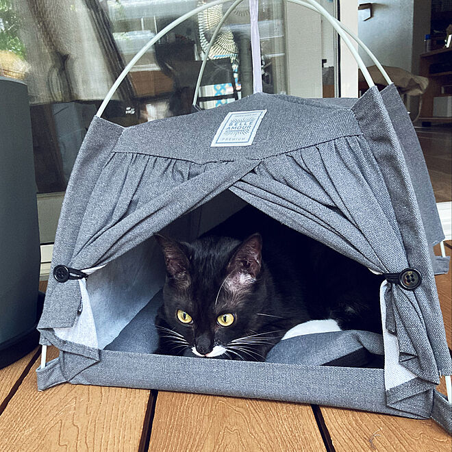 ペット用テント ほんとに犬などがすっぽり入るサイズで映えますね ムースのキャンプブログ ペット用テント ほんとに犬などがすっぽり入るサイズで映えますね ムースのキャンプブログ