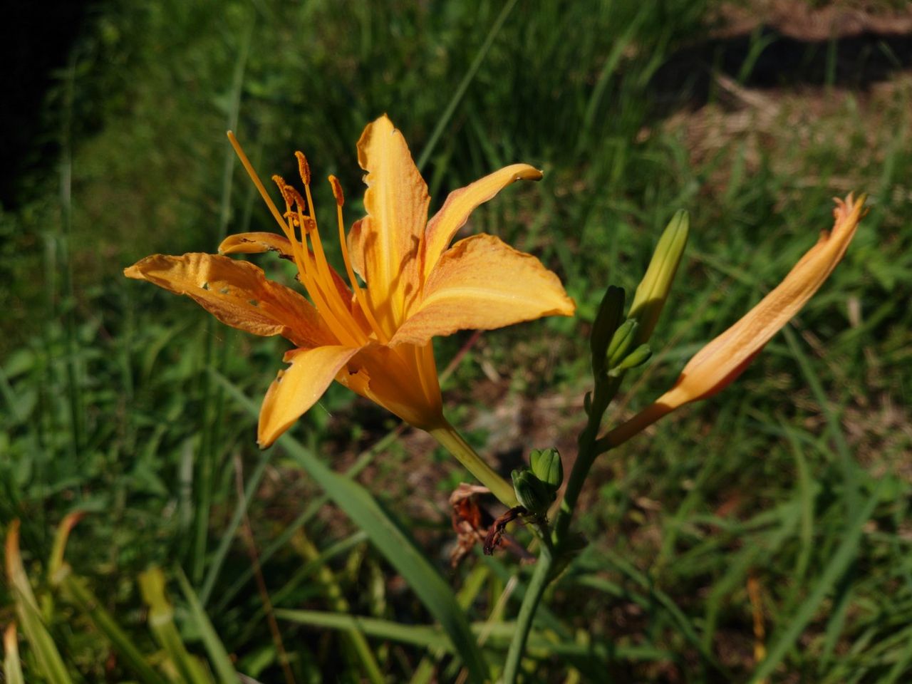 カンゾウの花 畑の土手 おけや農園 オオムラサキの楽園 Campagne1976